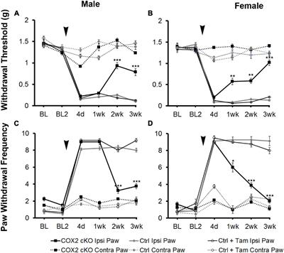 Nuclear Factor κB-COX2 Pathway Activation in Non-myelinating Schwann Cells Is Necessary for the Maintenance of Neuropathic Pain in vivo